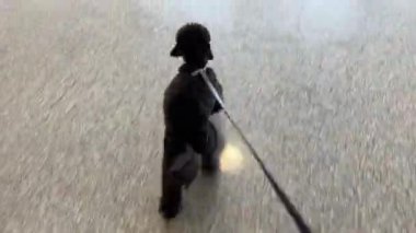 Tasmalı küçük siyah köpek yerde kayıyor.