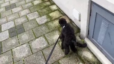 Dog on a leash pulls in the street