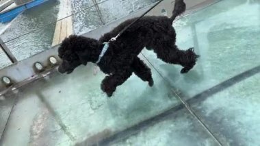 Dog on leash pulls and slips