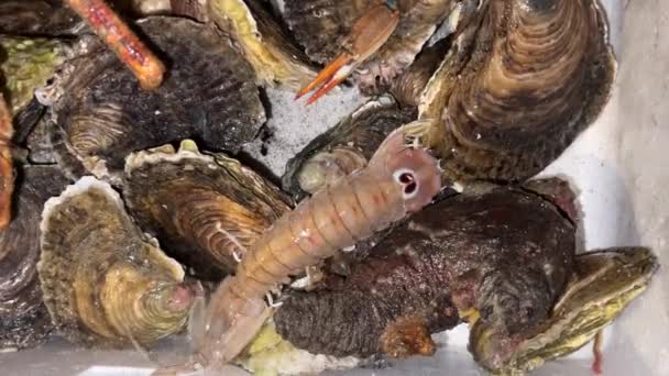 Marine Crustacean Caught Alive Moves Other Marine Animals — Stok Video