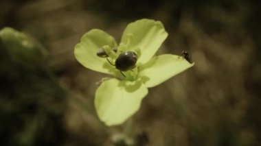 Insect on the flower close up