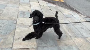Happy poodle on a leash takes a stroll