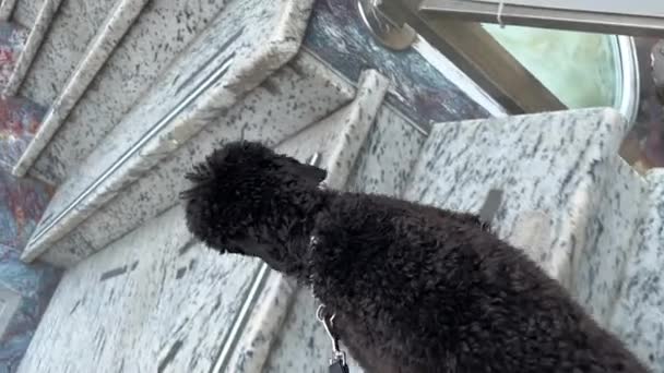 Dog Leash Climbs Stairs Pulling Slow Motion — Vídeo de Stock