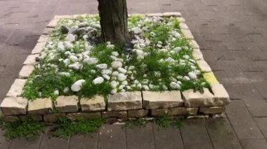 Tree grows on the ground on the road among green grass