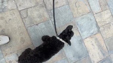 Small black dog on a leash outdoors in slow motion