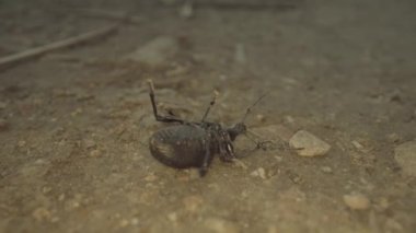Insect plays dead on the ground and then moves its legs