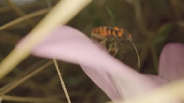 Insetto piccolo si muove sulla pianta nel giardino