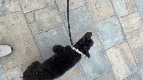 Small Black Dog Leash Outdoors Slow Motion — Stockvideo
