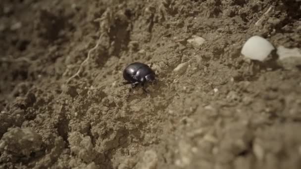 Dung Beetle Falls Walking Sand — Stockvideo