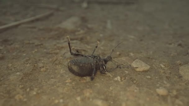 Insect Plays Dead Ground Moves Its Legs — Vídeos de Stock