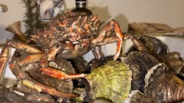 Angry live crustacean moves its paws in the kitchen