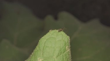 Insects sitting on the green leaves in the forest at night