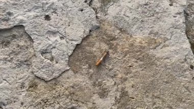 Cigarette butt thrown on the ground