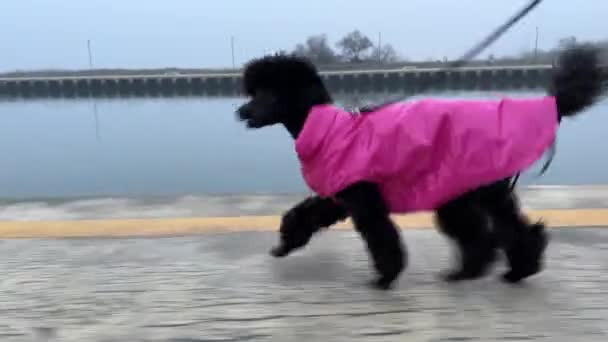 Poodle Dog Dressed Pink Walks Leash — Stockvideo