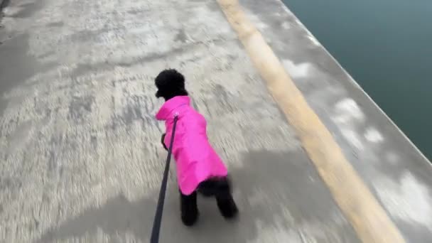 Black Poodle Dog Leash Dressed Pink — Vídeos de Stock