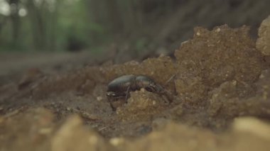 Black beetle insect hides in the ground in the woods