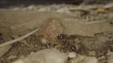 Ant is carrying a leaf on the ground in nature