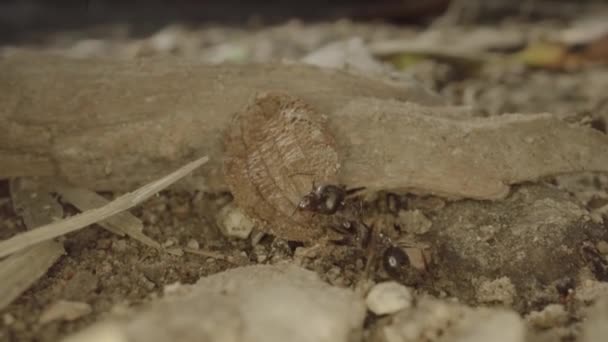 Ant Carrying Leaf Ground Nature — Stok Video