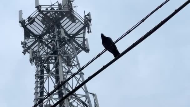 Голубь Сидит Проводах Перед Высокой Современной Телевизионной Антенной — стоковое видео