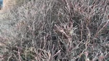 Kışın yaprakları olmayan kuru dallar.