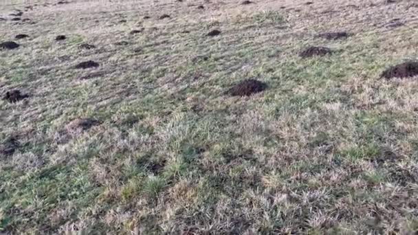 Ground Grass Holed Moles — Αρχείο Βίντεο
