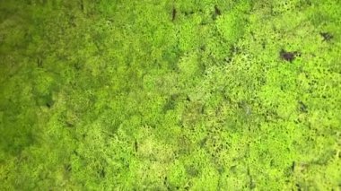 Duvarda koyu yeşil yosun yetişiyor.