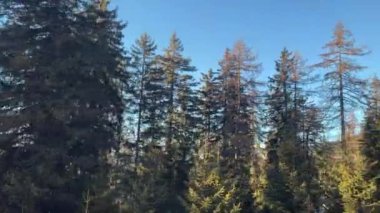 Kışın dağlarda ağaçlar, kar ve güneş olmadan.