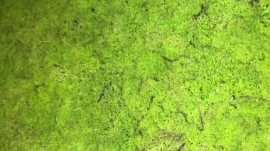 Real moss covers the inside wall of a building