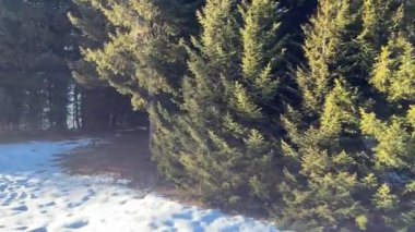 Dağlardaki çam ağaçları karların arasında