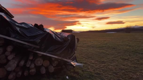 Wooden Logs Collected Countryside Sunset — Stockvideo