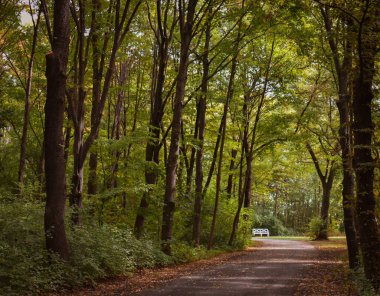 Ormandaki ağaçların arasında bir patika.