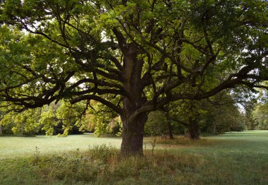 Parkta uzanan harika bir ağaç