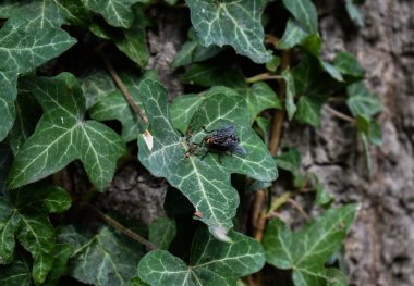 Kurumuş yaprakların arasında harika yeşil sarmaşık