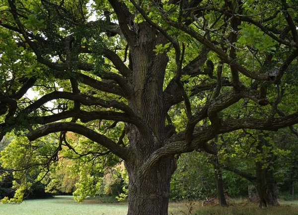Прекрасное Расползающееся Дерево Парке — стоковое фото