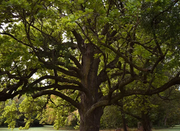Υπέροχο Απλωμένο Δέντρο Στο Πάρκο — Φωτογραφία Αρχείου