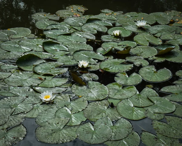 Parkta çiçek açan beyaz nilüferler