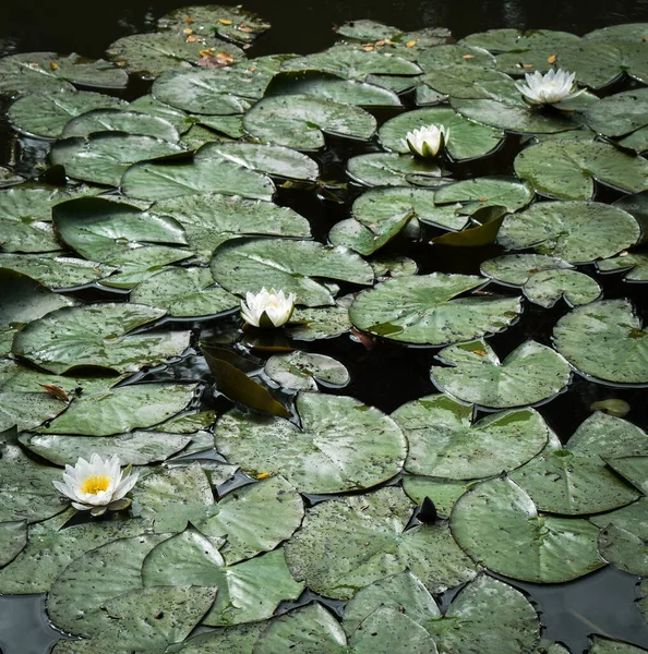 Parkta çiçek açan beyaz nilüferler