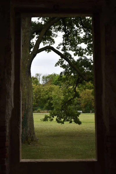 Ağaçlara bakan eski harabe pencereler