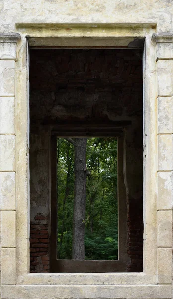 Ağaçlara bakan eski harabe pencereler