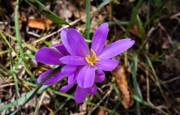 Parkta açan güzel mor çiçekler