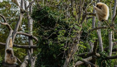 Ağacın dallarında iki maymun oturuyor