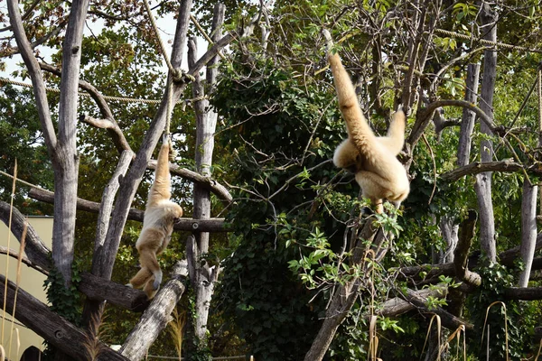 Ağacın dallarında iki maymun oturuyor