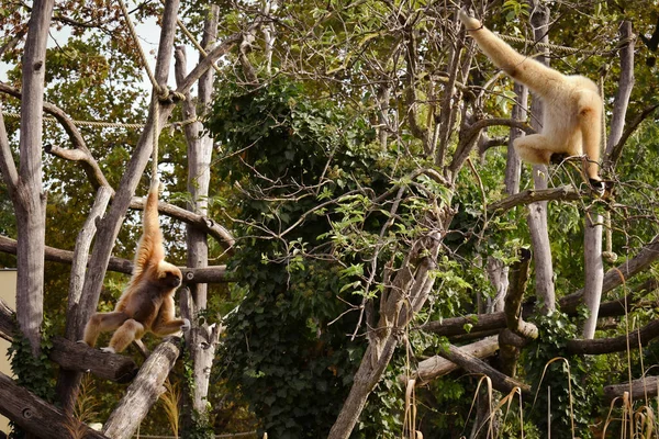 Dos Monos Están Sentados Las Ramas Del Árbol —  Fotos de Stock
