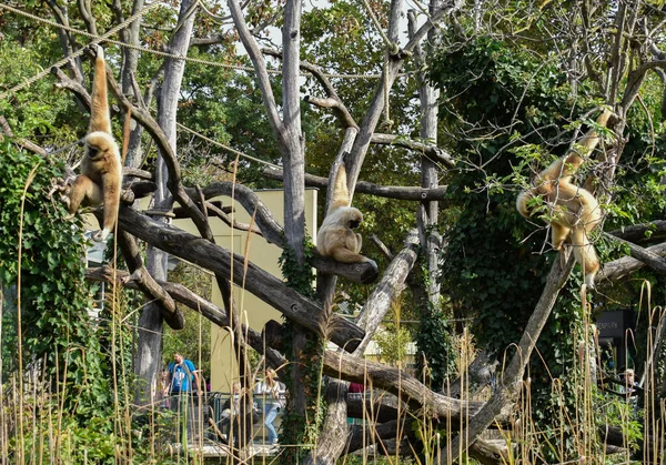 两只猴子坐在树枝上 — 图库照片