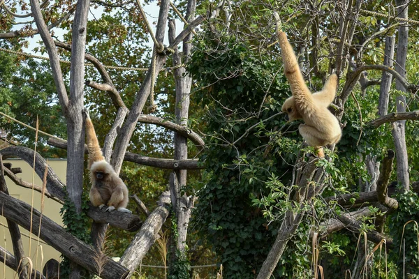 Ağacın dallarında iki maymun oturuyor