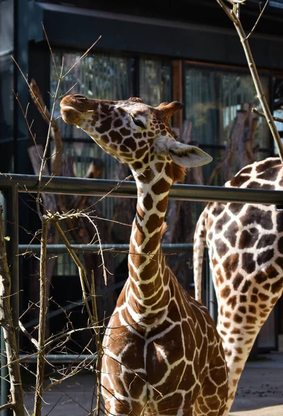 Bir zürafa mutlu bir şekilde yer.