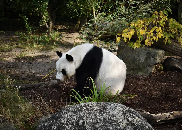 Dev bir panda doğada huzur içinde oturur.