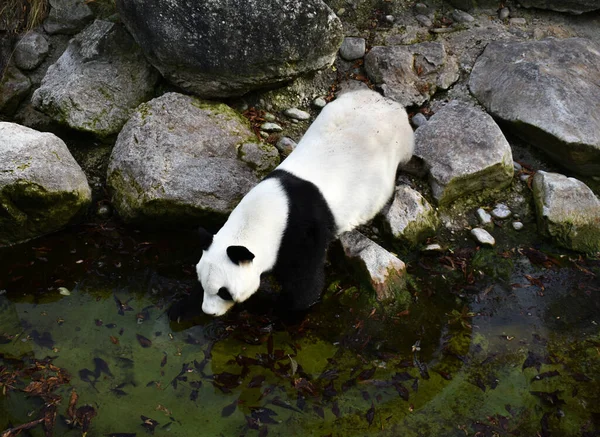 Dev bir panda taşlardan su içer.
