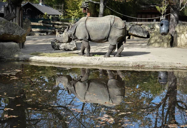 Rhinoceros Water — Stock Photo, Image