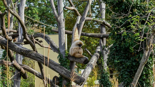 Mono Sienta Pacíficamente Árbol —  Fotos de Stock